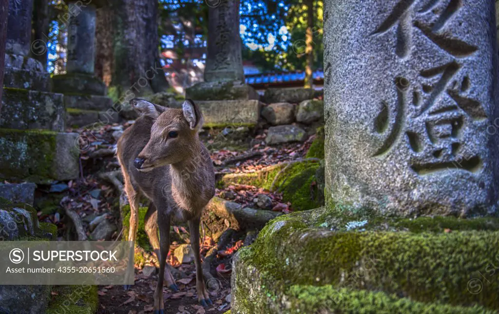 Nara is located in the Kansai region of Japan and deer run wild in the park and streets.