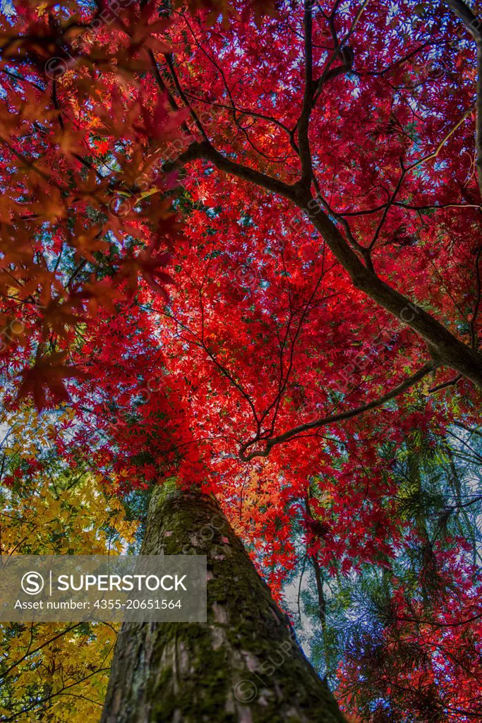 Nikko is a small city in Japans Tochigi Prefecture, in the mountains north of Tokyo