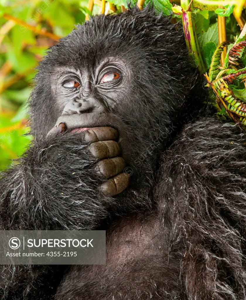 Young gorilla in Rwandan rain forest