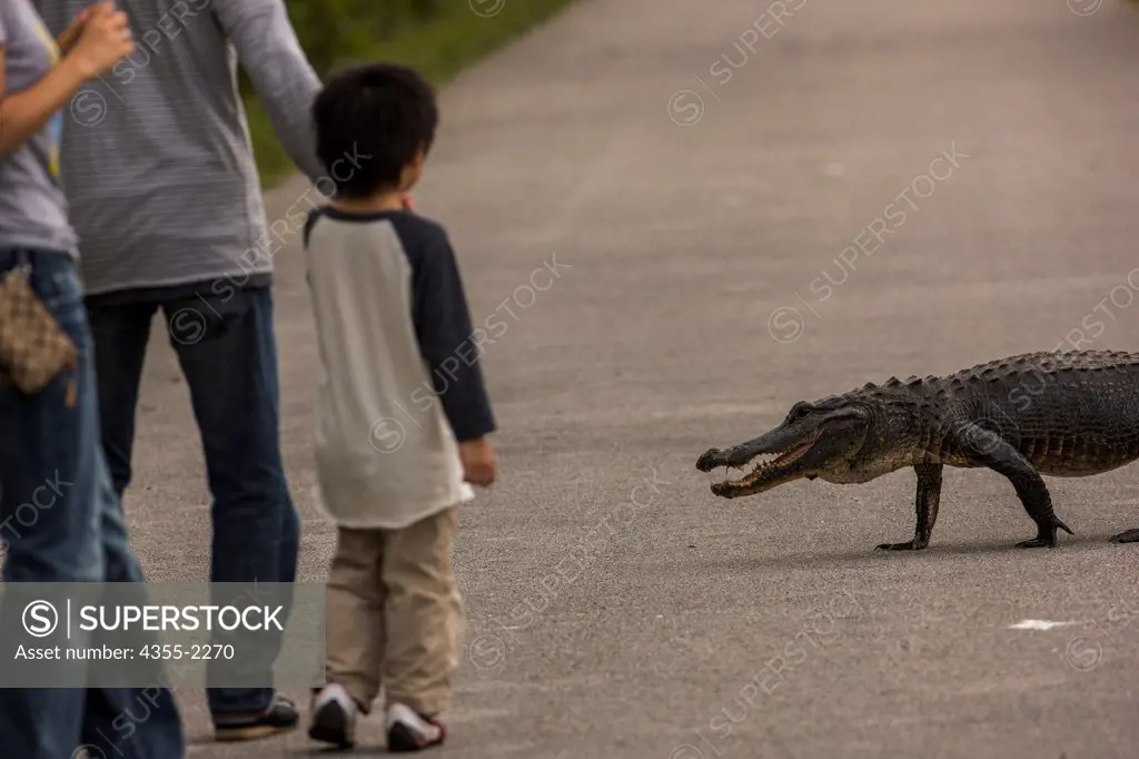 USA, Florida, Alligator crossing road