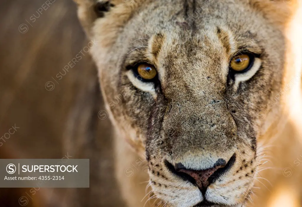 Botswana, Okavango Delta, Mombo, Lioness (Panthera leo) looking at camera, close-up