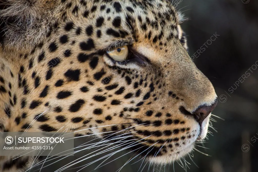 Botswana, Okavango Delta, Mombo, Close-up of Leopard (Panthera pardus) head