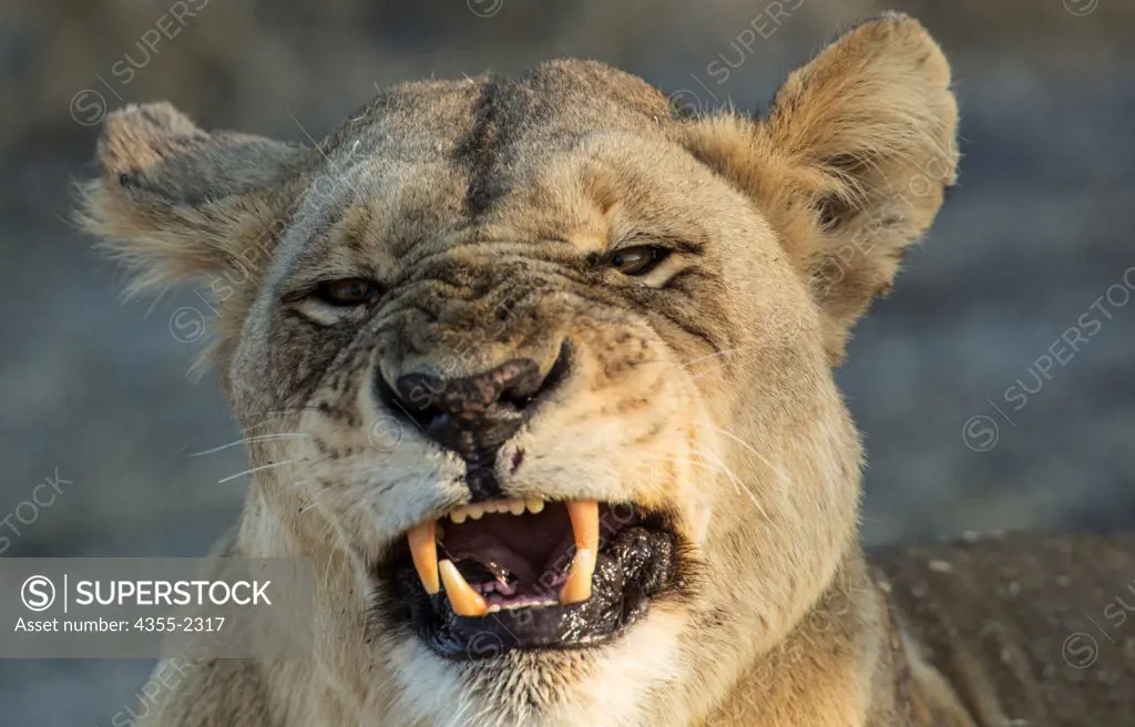 Botswana, Okavango Delta, Mombo, Close-up of lioness (Panthera leo) growling