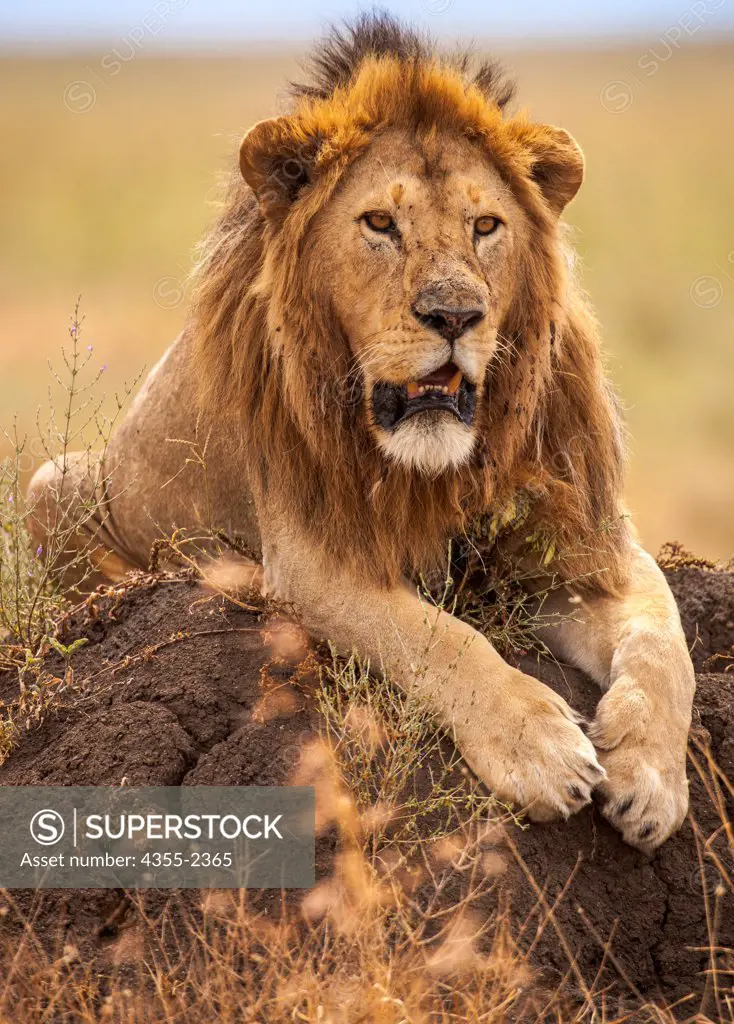 Tanzania, Serengeti National Park, Male lion (Pathera leo) relaxing on rock