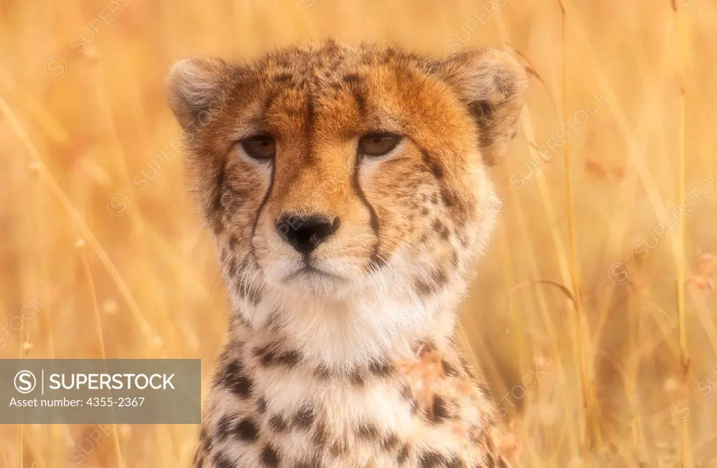 Tanzania, Serengeti National Park, Close-up of cheetah (Acinonyx jubatus) gazing in grass