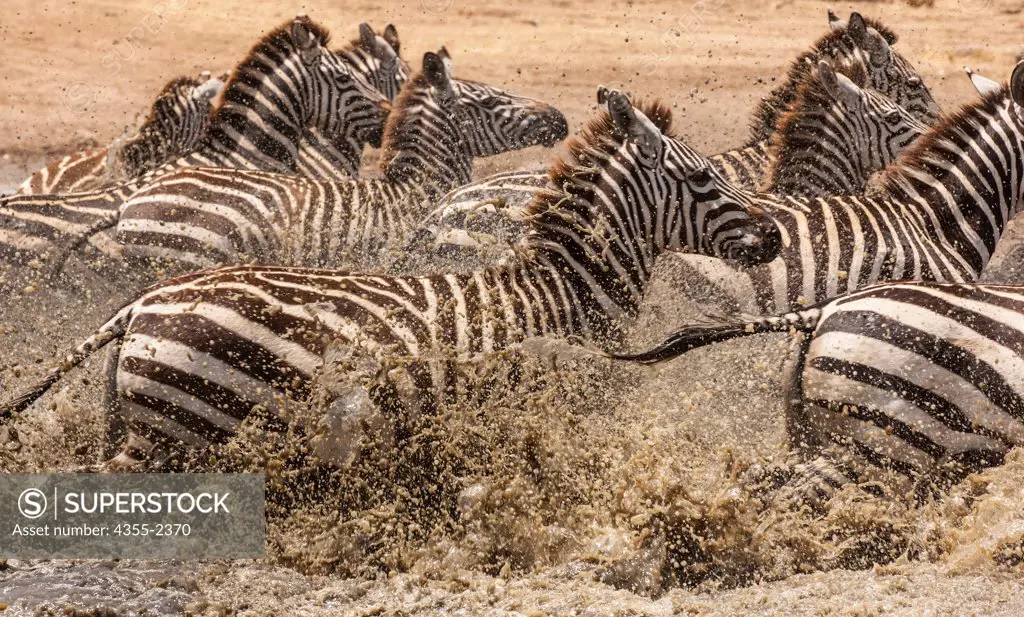 Tanzania, Serengeti Wildlife Preserve, Zebras crossing river splashing