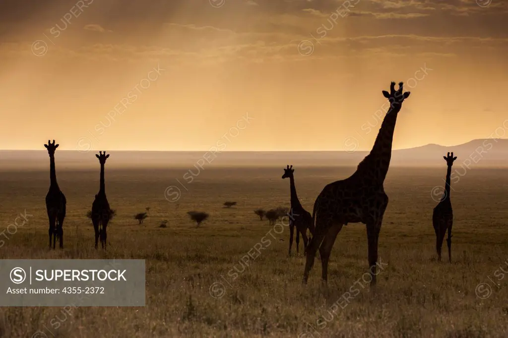 Tanzania, Serengeti Wildlife Preserve, Silhouettes of Giraffes at dusk