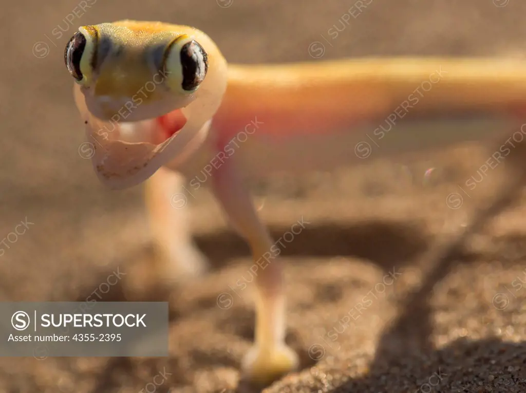 Namibia, Serra Cafema, close-up of Palmato Gecko on sand