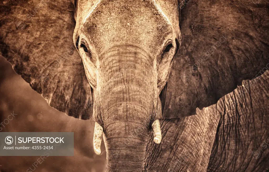 Botswana, Okavango Delta, Large male African Bush Elephant (Loxodonta africana)