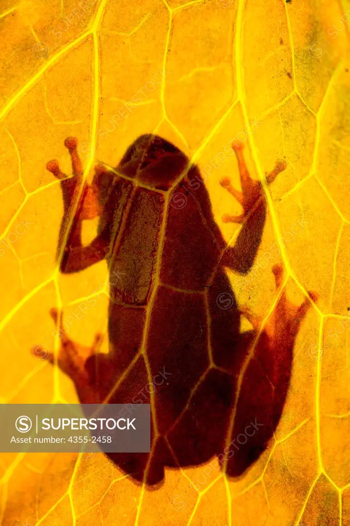 Botswana, Painted reed frog (Hyperolius marmoratus)