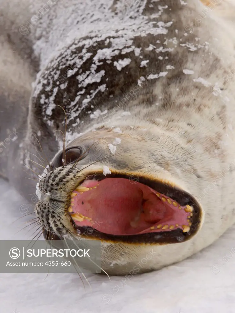 A Big Yawn From a Weddell Sea Resting on Snow