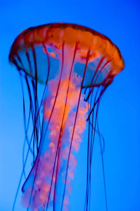 Jellyfish at New England Aquarium