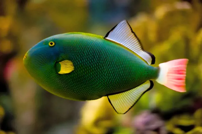 Pink-Tailed Triggerfish