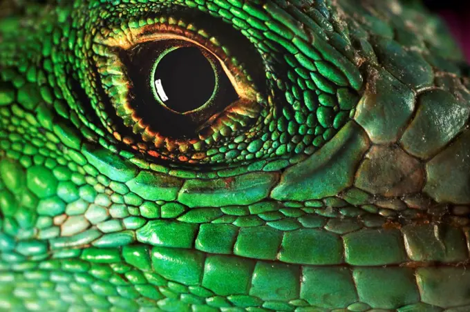 The scales around an iguana's eye and mouth.