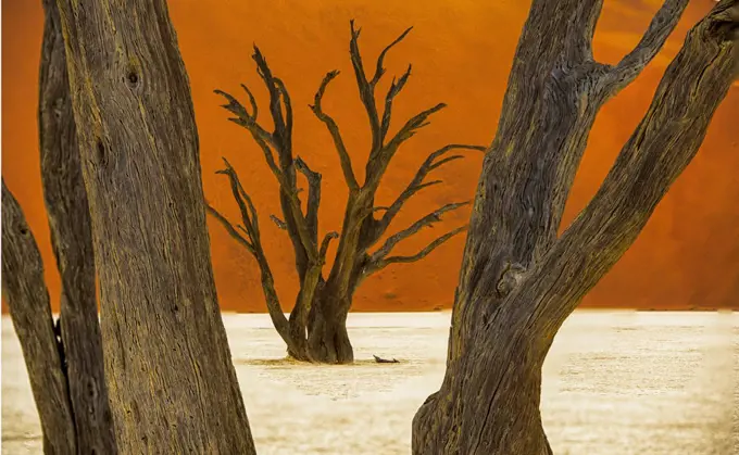 Deadvlei is a white clay pan located near Sossusvlei, inside the Namib-Naukluft Park in Namibia