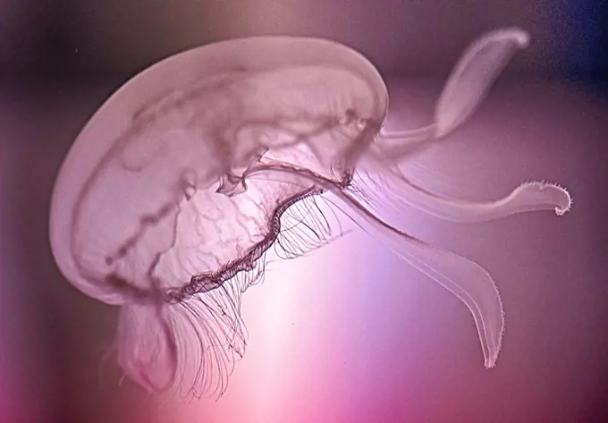 Moon Jellyfish in Florida.