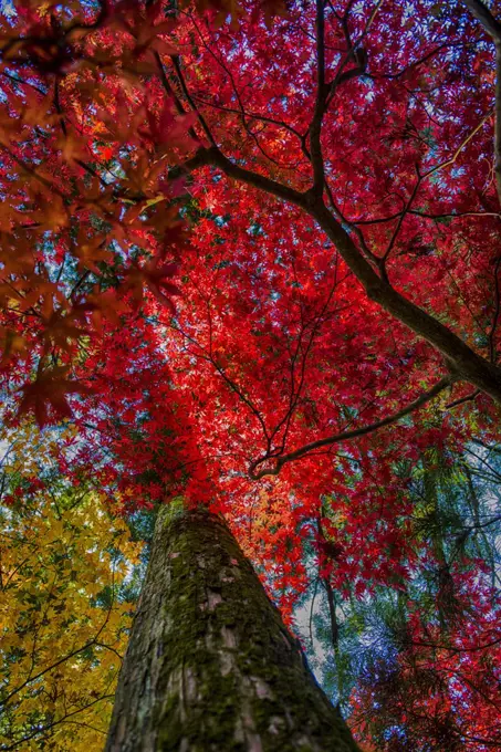 Nikko is a small city in Japans Tochigi Prefecture, in the mountains north of Tokyo