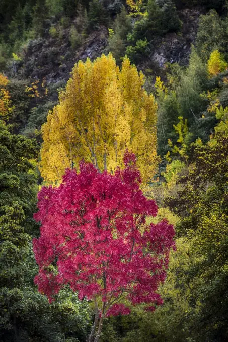 Fall Foliage on the western coast of New Zealand's South Island.