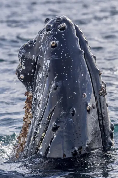 Humpback whales in Orne Harbor, a cove one mile wide, indenting the west coast of Graham Land, Antarctica