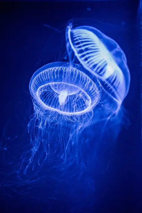 Jellyfish in the Tokyo Aquarium