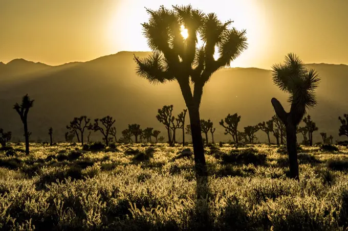 Joshua Tree National Park in southern California. It's characterized by rugged rock formations, harsh desert and bristled Joshua trees