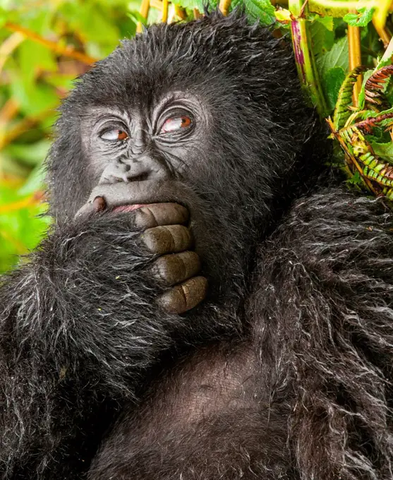 Young gorilla in Rwandan rain forest