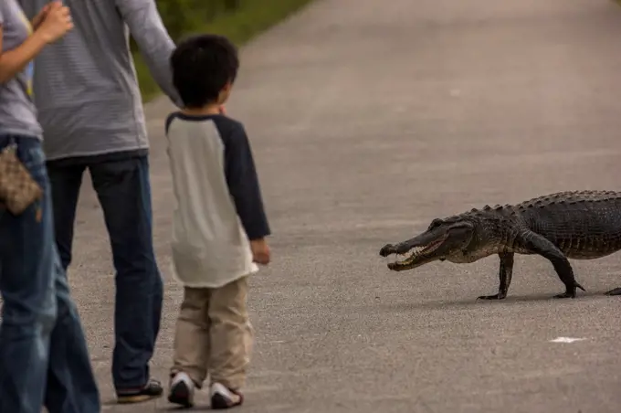 USA, Florida, Alligator crossing road