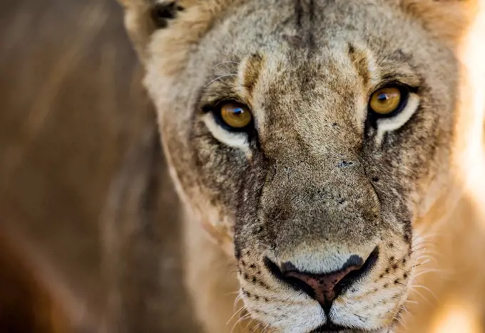 Botswana, Okavango Delta, Mombo, Lioness (Panthera leo) looking at camera, close-up