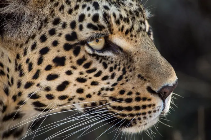 Botswana, Okavango Delta, Mombo, Close-up of Leopard (Panthera pardus) head