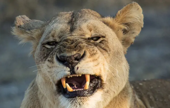 Botswana, Okavango Delta, Mombo, Close-up of lioness (Panthera leo) growling