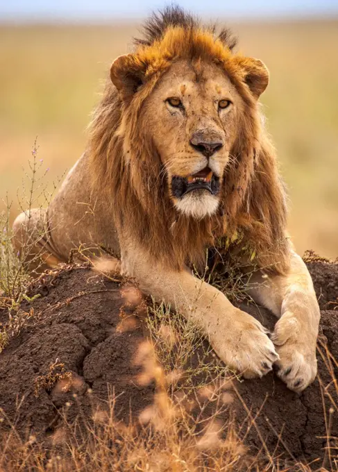 Tanzania, Serengeti National Park, Male lion (Pathera leo) relaxing on rock