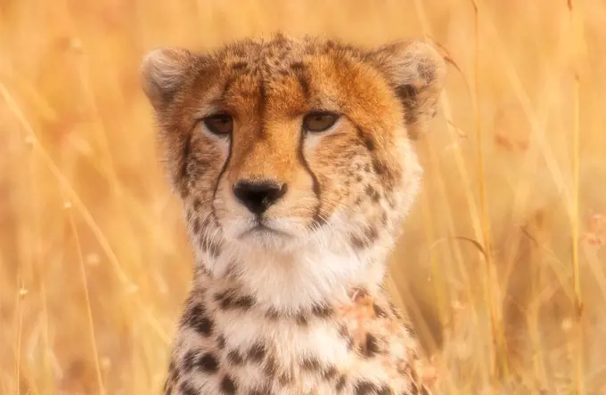 Tanzania, Serengeti National Park, Close-up of cheetah (Acinonyx jubatus) gazing in grass