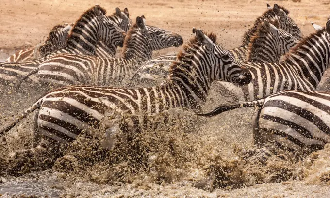 Tanzania, Serengeti Wildlife Preserve, Zebras crossing river splashing