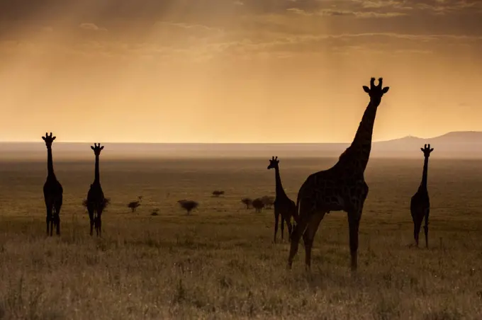 Tanzania, Serengeti Wildlife Preserve, Silhouettes of Giraffes at dusk