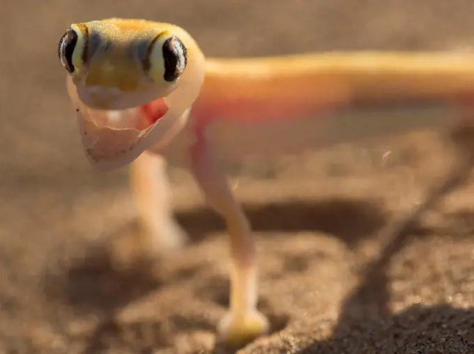 Namibia, Serra Cafema, close-up of Palmato Gecko on sand