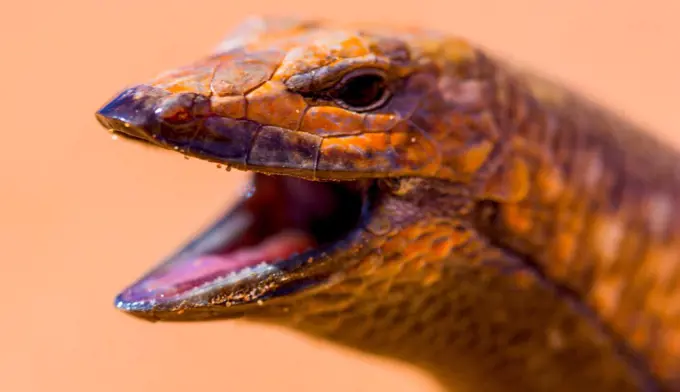 Namibia, Shovel snouted sand diving lizard