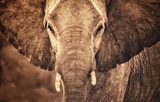 Botswana, Okavango Delta, Large male African Bush Elephant (Loxodonta africana)