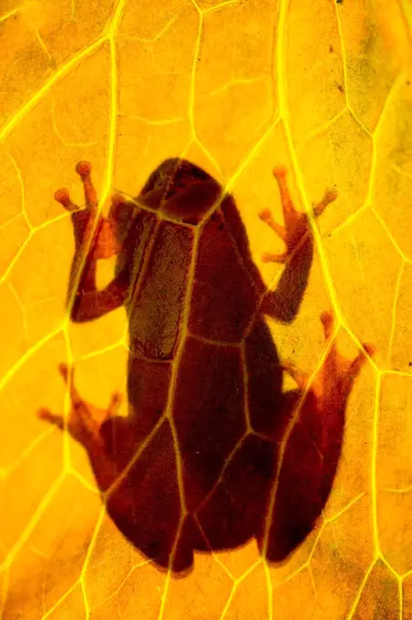 Botswana, Painted reed frog (Hyperolius marmoratus)