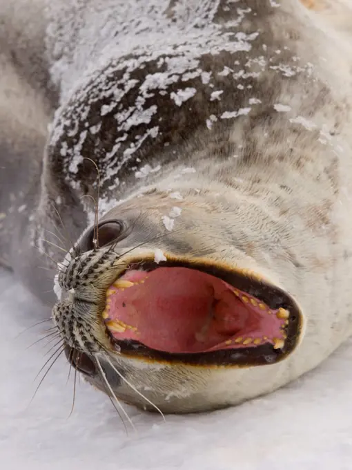 A Big Yawn From a Weddell Sea Resting on Snow