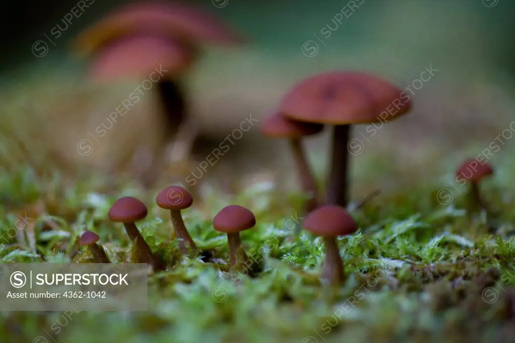USA, New Hampshire, Lancaster, Close-up of mushroom