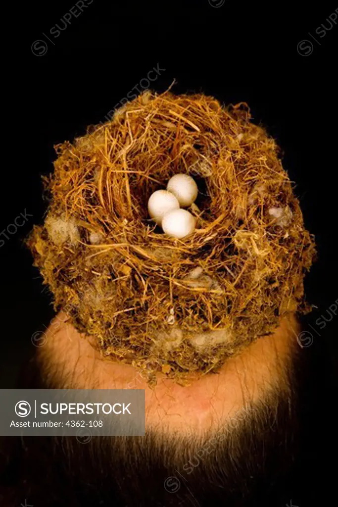 Bird's Nest on Bald Head