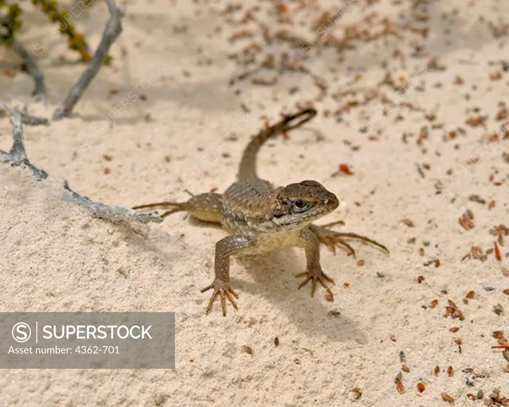 Curly-Tailed Lizard