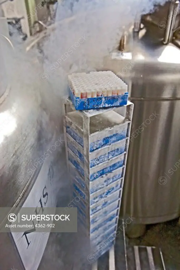 Tissue samples frozen in liquid nitrogen