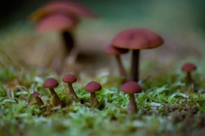 USA, New Hampshire, Lancaster, Close-up of mushroom