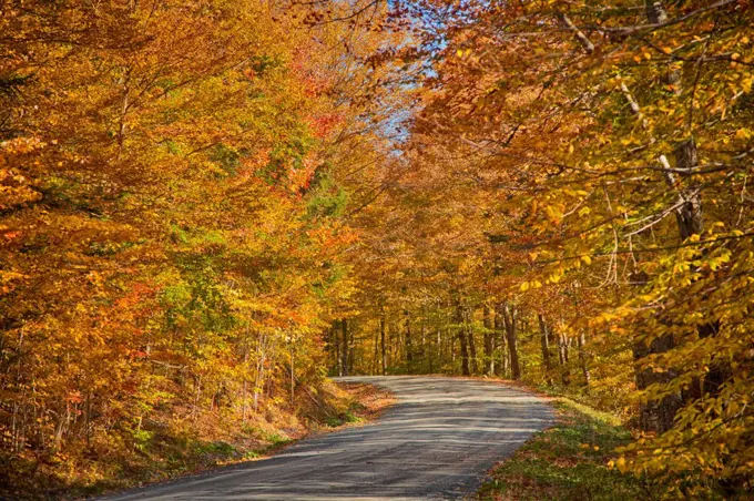 USA, New Hampshire, Jackson, Forest at autumn