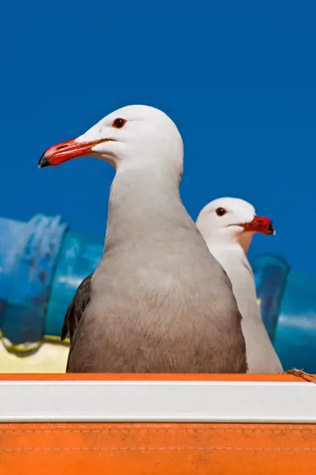 A pair of Heermann's gull (Larus heermanni).