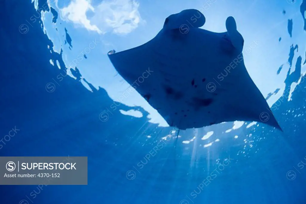 Giant Manta