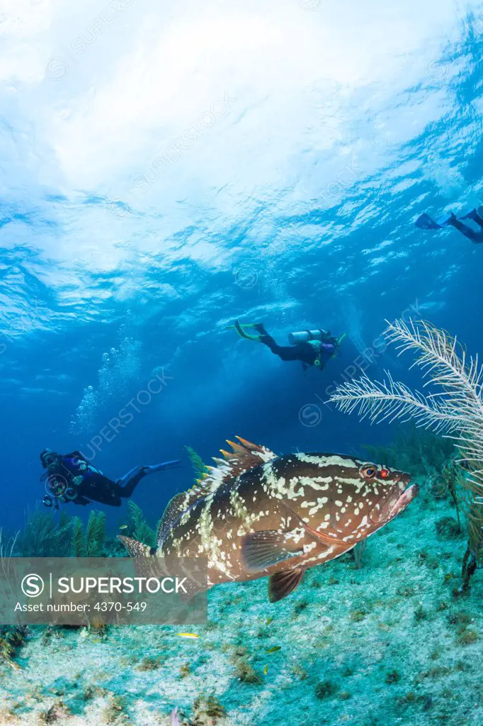 Cayman Islands, Scuba diver watching Nassau grouper (Epinephelus striatus)