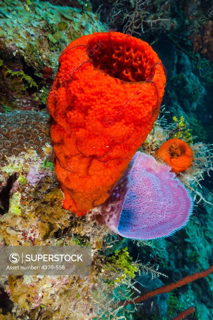Cayman Islands, Strawberry (Mycale laxissima) and pink  (Nipates digitalis) vase sponge