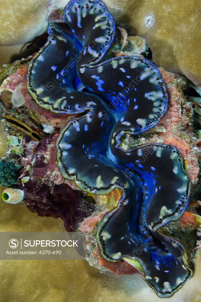 Indonesia, Giant clam (Tridacna gigas)